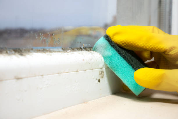 Attic Mold Removal in Lampeter, PA