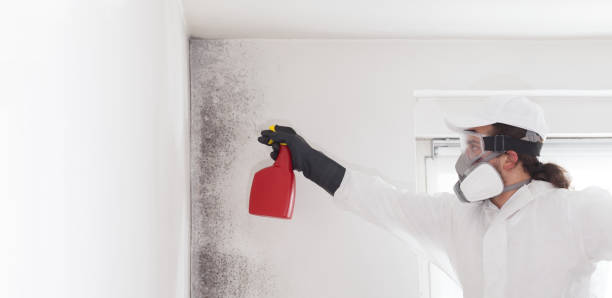 Professional Mold Removal in Lampeter, PA