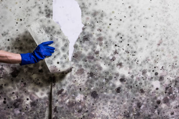 Best Certified Mold Removal  in Lampeter, PA