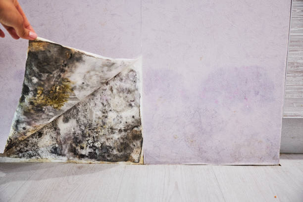 Best Crawl Space Mold Removal  in Lampeter, PA